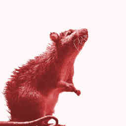 Profile icon for Cuttlerat